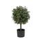 2ft. Pre-Lit Boxwood Single Ball Topiary in Nursery Pot